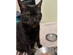 Dannica, Domestic Shorthair For Adoption In West Chester, Pennsylvania