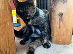 Cinder, Domestic Shorthair For Adoption In Colmar, Pennsylvania