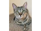 Dottie, Domestic Shorthair For Adoption In Fort Worth, Texas
