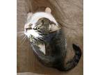 Lucille, Domestic Shorthair For Adoption In Cincinnati, Ohio