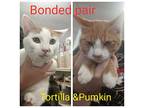 Tortilla, Domestic Shorthair For Adoption In Mount Pleasant, Texas