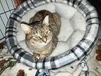 Amber, Domestic Shorthair For Adoption In Colmar, Pennsylvania