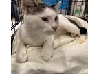 Gabrielle, Domestic Shorthair For Adoption In Stanhope, New Jersey