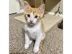 Sunny, Domestic Shorthair For Adoption In Fort Worth, Texas
