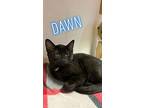 Dawn, Domestic Shorthair For Adoption In Fulton, Texas