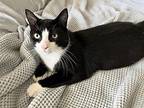 Cashew, Domestic Shorthair For Adoption In Pitman, New Jersey