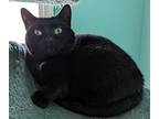 Shell-lee, Domestic Shorthair For Adoption In Colmar, Pennsylvania