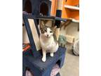 Lizzy, Domestic Shorthair For Adoption In Fulton, Texas