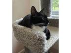 Gwendoline, Domestic Shorthair For Adoption In Pitman, New Jersey