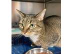 Squishy, Domestic Shorthair For Adoption In Stanhope, New Jersey