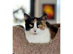 Galaxy, Calico For Adoption In Wayne, New Jersey