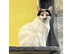 Mila, Domestic Shorthair For Adoption In Fort Worth, Texas
