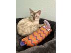 Scarlett, Bengal For Adoption In Fort Worth, Texas