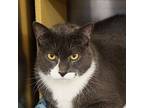 Bobby, Domestic Shorthair For Adoption In Colmar, Pennsylvania