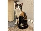 Scentsy, Domestic Shorthair For Adoption In Fort Worth, Texas