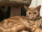 Jester And Jasper, Domestic Shorthair For Adoption In Pitman, New Jersey