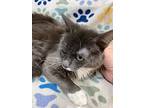 Honor, Domestic Mediumhair For Adoption In Athens, Tennessee