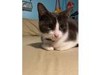 Teddy, Domestic Shorthair For Adoption In Pitman, New Jersey