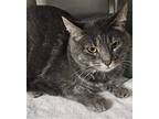 Gracie Ann, Domestic Shorthair For Adoption In Stanhope, New Jersey