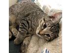 Imogene, Domestic Shorthair For Adoption In Fort Worth, Texas