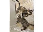 Isla And Maxine, Domestic Shorthair For Adoption In Fort Worth, Texas