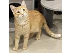 Carrot, Domestic Shorthair For Adoption In St Augustine, Florida