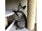 Bonnie, Domestic Shorthair For Adoption In Fort Worth, Texas