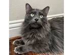 Willy, Domestic Longhair For Adoption In Fort Worth, Texas