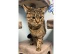 Helen, Domestic Shorthair For Adoption In Stanhope, New Jersey