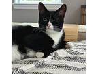 Eclipse, Domestic Shorthair For Adoption In Charlotte, Tennessee