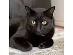 Lucky, Domestic Shorthair For Adoption In Fort Worth, Texas