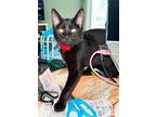 Will, Domestic Shorthair For Adoption In Pitman, New Jersey