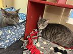 Pip, Domestic Shorthair For Adoption In Cincinnati, Ohio