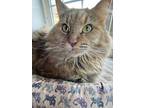 Mollie, Domestic Mediumhair For Adoption In Athens, Tennessee