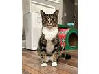 Nougat, Domestic Shorthair For Adoption In Charlotte, Tennessee