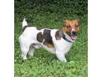 Jack, Jack Russell Terrier For Adoption In Columbia, Tennessee