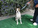 Nike.,,, Labrador Retriever For Adoption In San Ysidro, California