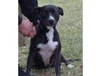 Sparkles, Terrier (unknown Type, Small) For Adoption In Gulfport, Mississippi