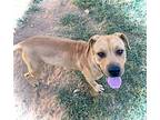 Rex, American Staffordshire Terrier For Adoption In Headland, Alabama