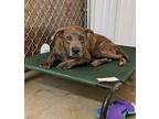 Lucky, Labrador Retriever For Adoption In Jamul, California