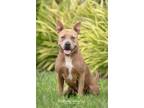 Bessie, Terrier (unknown Type, Small) For Adoption In Sarasota, Florida