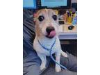 Krypto Dd~, Jack Russell Terrier For Adoption In Columbia, Tennessee