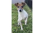 Tito~, Jack Russell Terrier For Adoption In Columbia, Tennessee