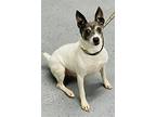 Paul Dd ~, Jack Russell Terrier For Adoption In Columbia, Tennessee