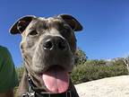 Bruno, American Pit Bull Terrier For Adoption In Jamul, California
