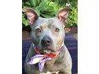 Robin, American Pit Bull Terrier For Adoption In Memphis, Tennessee