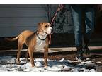 Tank, Labrador Retriever For Adoption In Castle Rock, Colorado