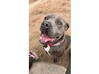 Sammy, American Staffordshire Terrier For Adoption In Jamul, California