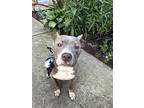 Baylee, American Staffordshire Terrier For Adoption In Memphis, Tennessee