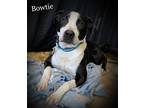 Bowtie, American Pit Bull Terrier For Adoption In Mena, Arkansas